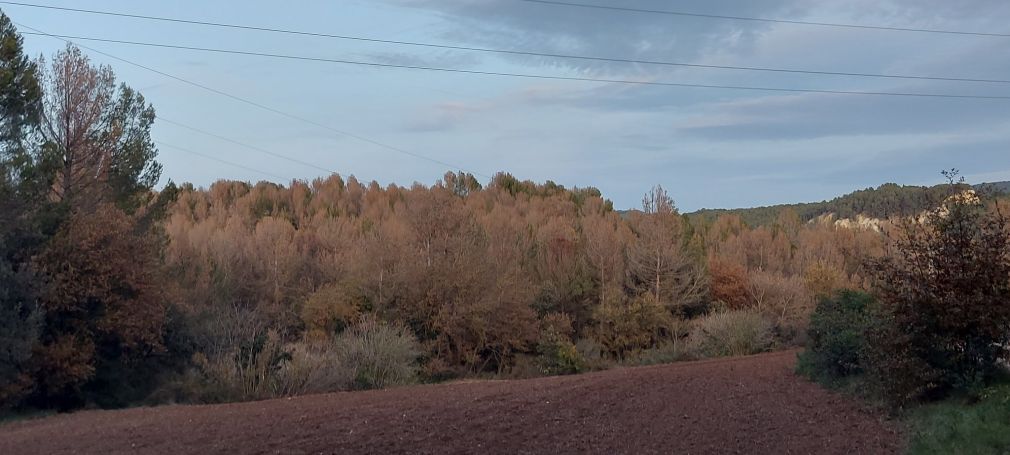 Una plaga de fongs amenaça milers de pins a l’Anoia