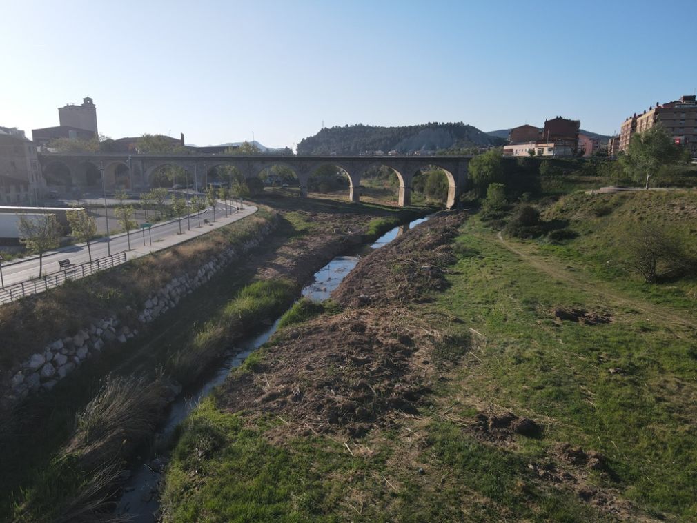 La Mancomunitat elimina la canya americana del riu Anoia, una espècie invasora