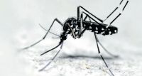 Òdena encarrega un estudi per minimitzar la presència de mosquits tigre