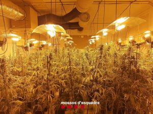 Dos detinguts per cultivar més de 3.000 plantes de marihuana a Òdena