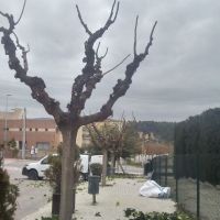 L’Ajuntament d’Òdena ha iniciat les tasques de poda als arbres de carrers, parcs i jardins públics